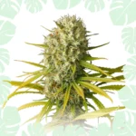 Amnesia Haze Feminized