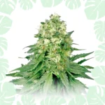White Widow Feminized