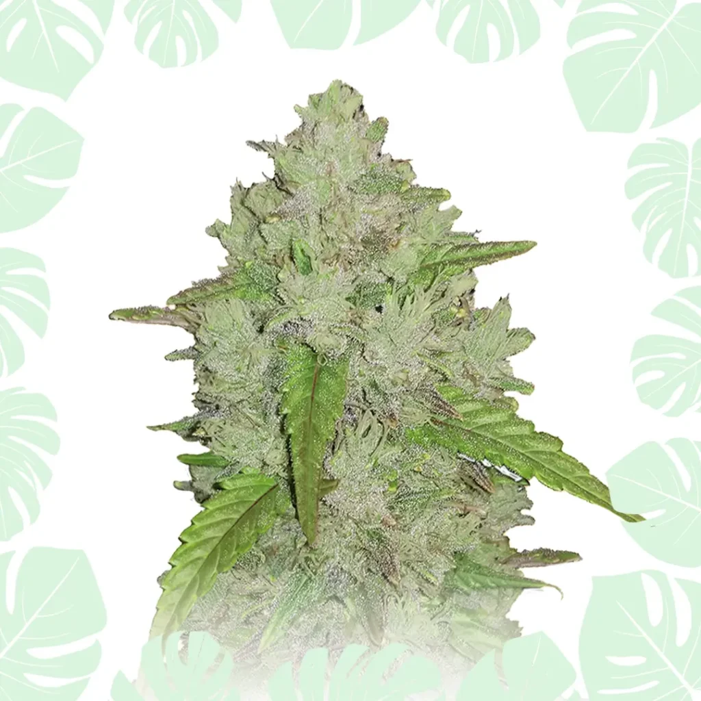 Amnesia Haze Autoflower