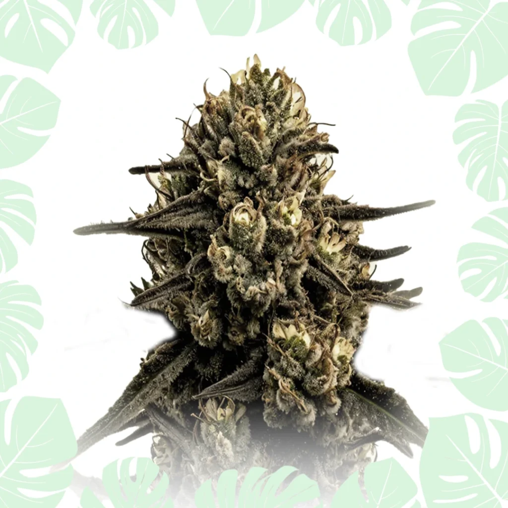 Apple Fritter Feminized