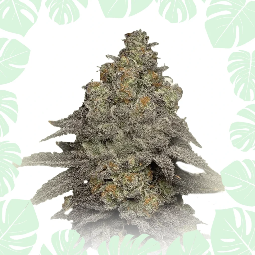 Cookies Feminized