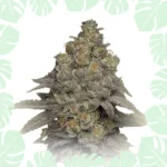 Cookies Feminized