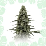 Critical Autoflower