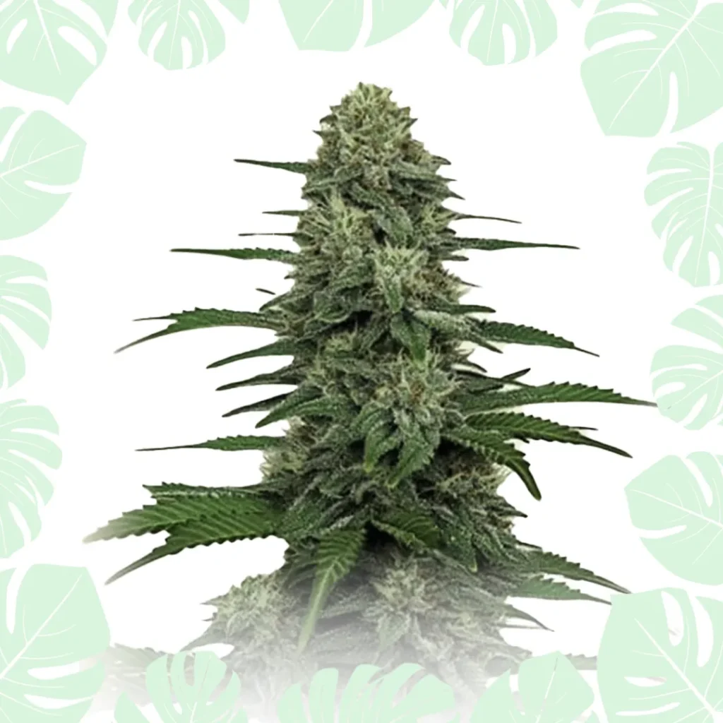 Gorilla Autoflower