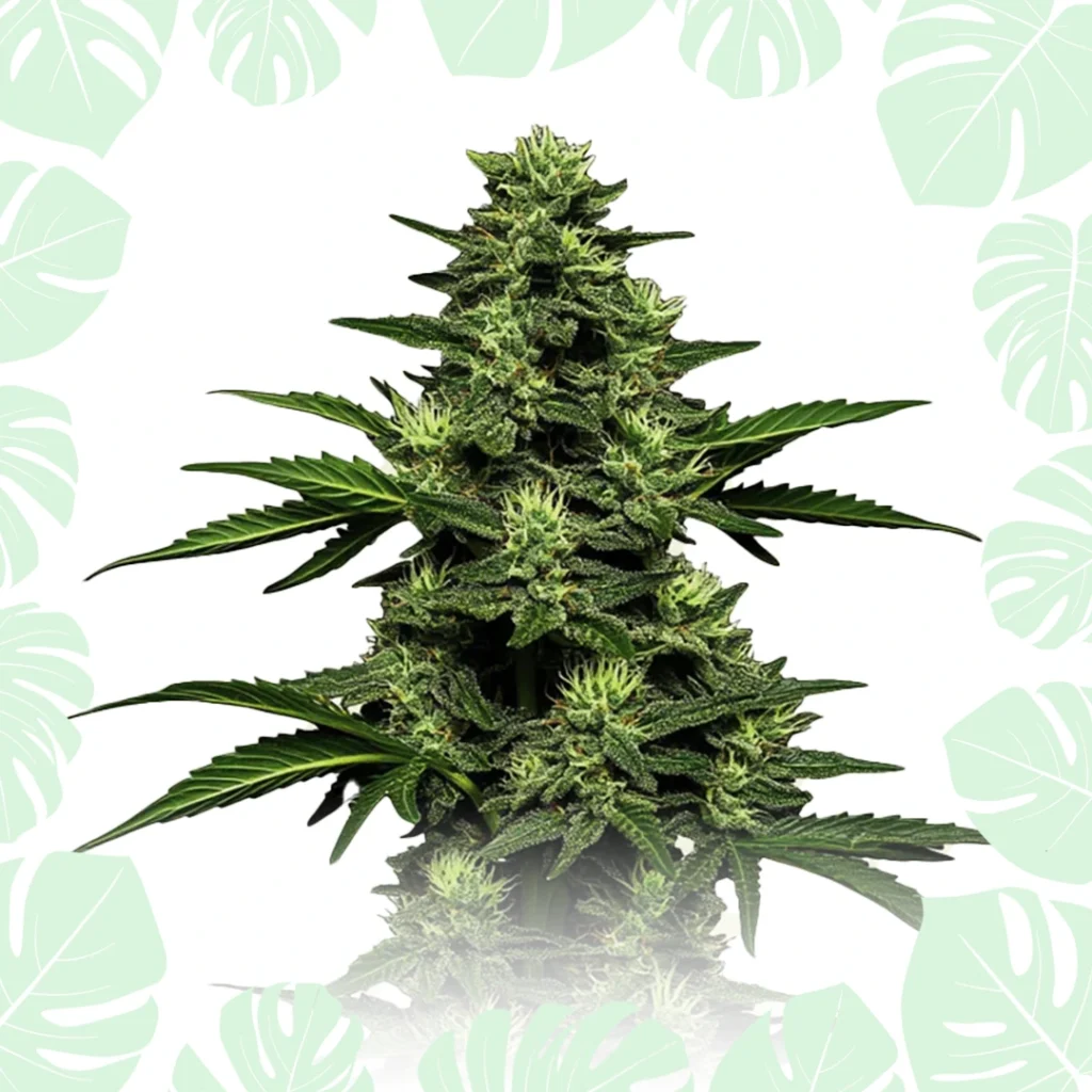 OG Kush Autoflower