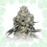 Zkittlez Fast F1